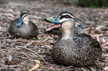 Pacific black duck, Anas superciliosa, resting amongst fallen leaves, Kennett River, Australia.