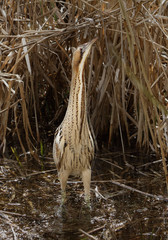 A Bittern, Botaurus Stellaris,  Standing Upright In A Threatened Pose Among Reeds. Taken at Blashford Lakes UK