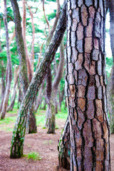 Fototapeta na wymiar Pine tree forest in Gyeongju-si, South Korea. 