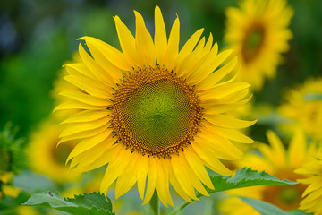 Fototapeta premium closeup sunflower and working bee nature background