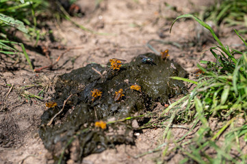 Yellow Dung Fly, Scathophaga stercoraria, on sheep poop