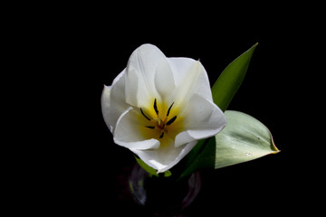 White developing tulip flower 4..