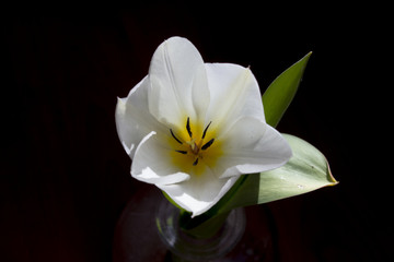 White developing tulip flower 3..