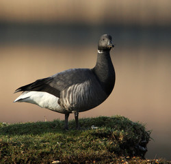 A Brent Goose, Branta Bernicla, Standing On A Tussock Of Grass On A  Salt Marsh Next To Water With A Diffuse Background Of Reeds. Taken at Stanpit Marsh UK