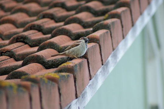 「Zwitschern」の画像 1,852 件の Stock 写真、ベクターおよびビデオ Adobe Stock