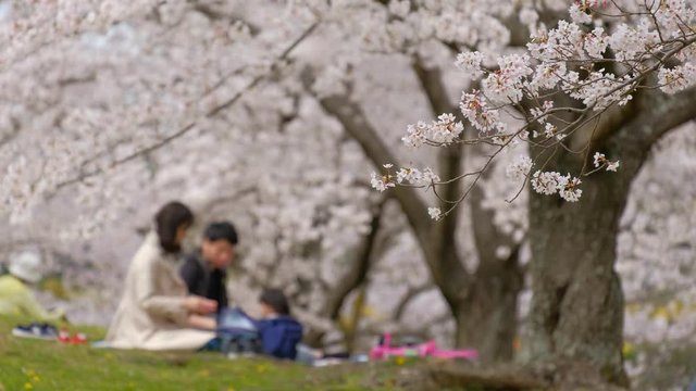 お花見をする家族　親子　公園　桜　