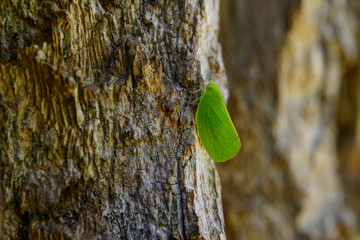 This planthopper, acanalonia conica, looks like a leaf

