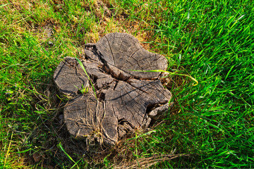 souche d'arbre et herbes verte