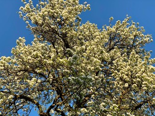 Blooming apple tree on a meadow against blue sky in springtime