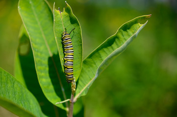 The monarch butterfly caterpillar feeds exclusively on milkweed