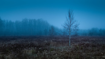 Birch in the field, Europe, Poland, Mazovia