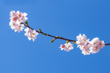 cherry blossom in spring