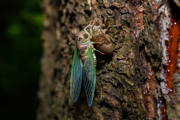 Dog-day cicada newly emerging from it's old exoskeleton during a molt