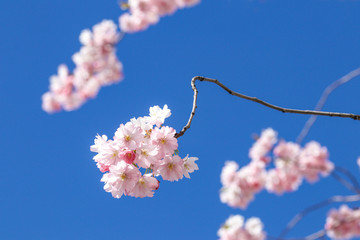 cherry blossom in spring