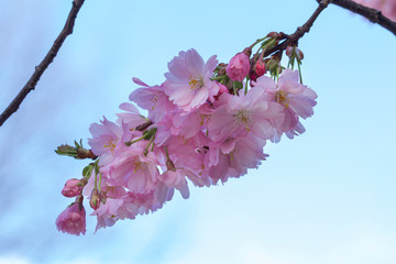 cherry blossom in spring