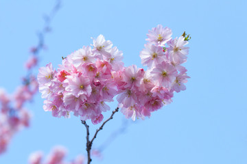 cherry blossom in spring