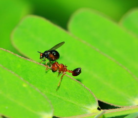 fly insect eat die ant on macro photography