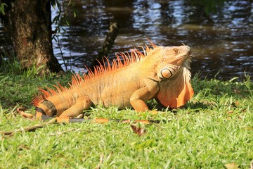 oranger Leguan im Profil