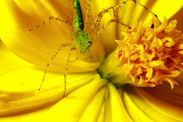 Macro Photography of Jumping Spider on flower background