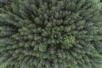 Aerial view of forest, Norway