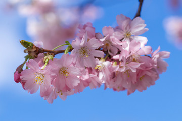 cherry blossom in spring