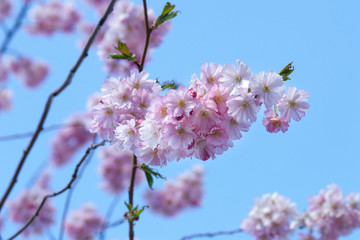 cherry blossom in spring