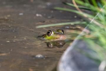 Seefrosch 06 Pelophylax ridibundus