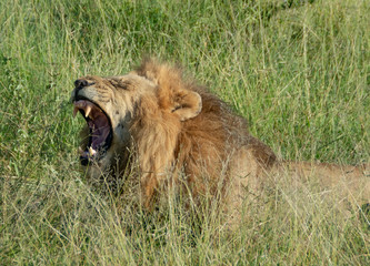 male lion wakes up and is yawning in the wild life of the Kruger Park in South Africa