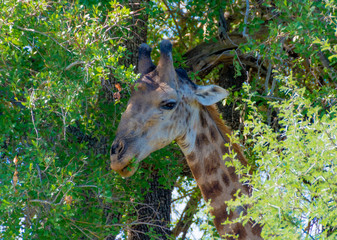 portrait of a giraffe among the trees in Kruger Park South Africa