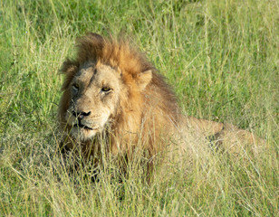 Obraz na płótnie Canvas Beautiful portret of a male lion sitting in the field in Kruger Park in South Africa