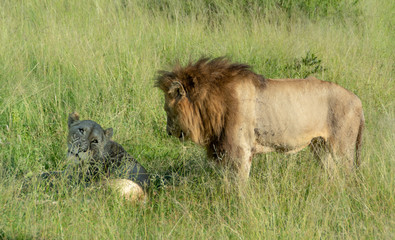 Couple of a male lion and his female lioness are in the field of Kruger Park is South Africa male is watching to see lioness is waking up and watch too each other