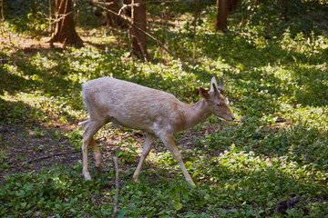 Naklejka na ściany i meble White fallow deer with small horns in forest