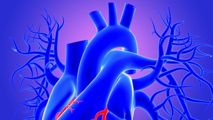 3d Illustration Human Heart Anatomy (Coronary Arteries)