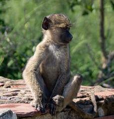 Little baby monkey is sitting on a rock in Kruger Park of South Africa