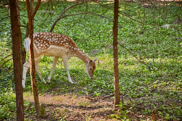 Naklejka na ściany i meble Young fallow deer in the summer forest