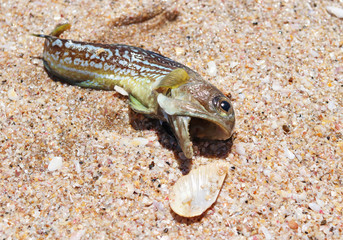 dead fish on a sandy beach. the concept of environmental pollution