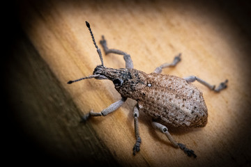 Australian Wattle Pig Weevil on light colored timber

