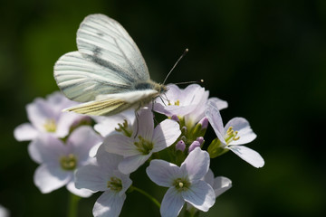 Schmetterling