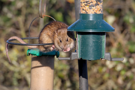 Brown Rat Feeding From A Bird Feeder. Taken At Keyhaven UK