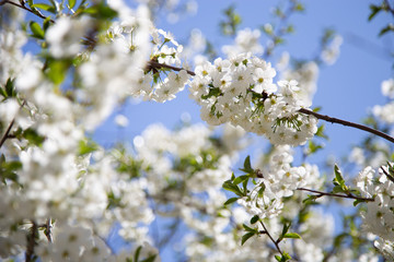 spring trees in bloom against a blue sky
