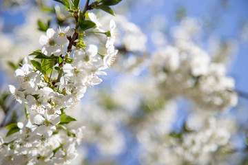 spring trees in bloom against a blue sky