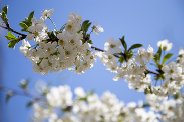 spring trees in bloom against a blue sky