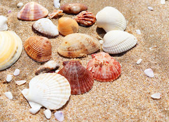 colorful seashells on a sandy beach