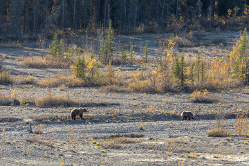 Grizzly Bears Along a River in Denali National Park in Autumn 