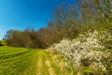 landscpae in thuringia south of Erfurt