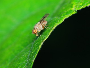 Small fly insects in macro photography on background