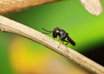 Small fly insects in macro photography on background