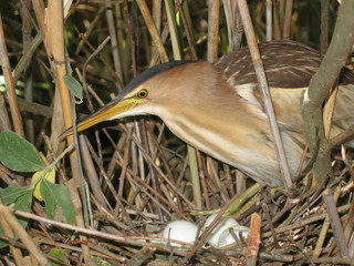 Little bittern or common little bittern (Ixobrychus minutus) in nesting period