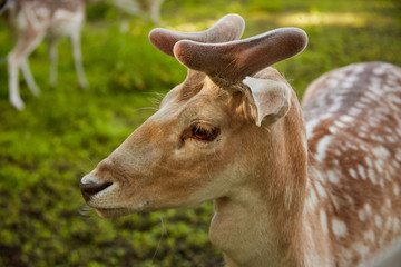 Young sika deer with small horns in the summer forest