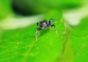 Macro Photography of Jumping Spider on Green Leaf